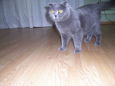 IMG_20150808_134408_...