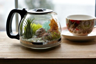 coffee_terrarium_1.j...