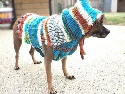 pet_fashion_04.jpg